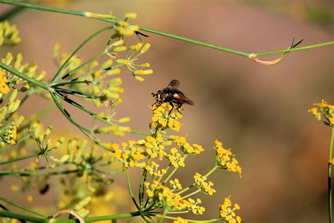 Free Images Nature Branch Leaf Flower Fly Wildlife Green Botany Yellow Flora Fauna