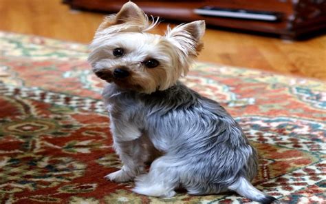 Yorkie Training 101 - Housebreaking - The Yorkie Times