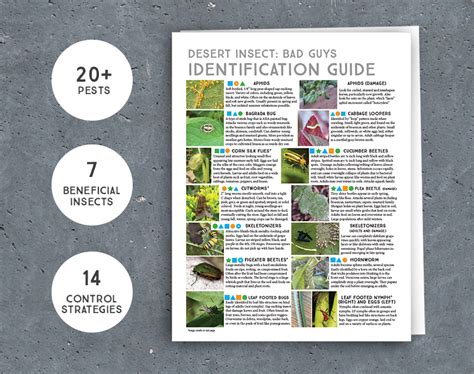 Desert Insect Identification Guide + Control Strategies INSTANT ...