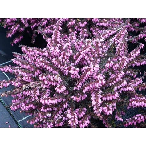 Erica X Darleyensis Winter Belles® Lucie