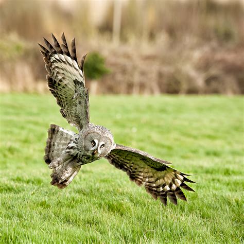 Best of 2012 - Birds of Prey - The Doctor's ImagesThe Doctor's Images