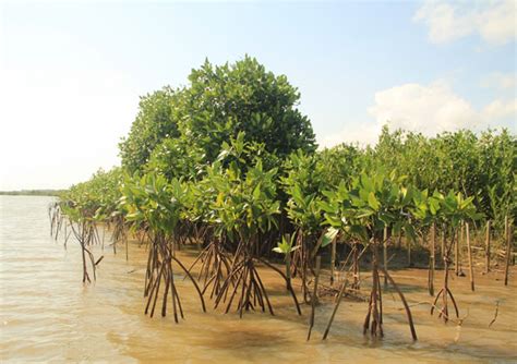 Menanam Harapan di Segelintir Mangrove Pantai Selatan Yogyakarta ...