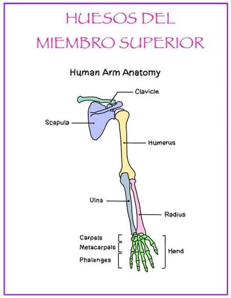 Hueso Del Miembro Superior CENOVIA CASTRO UDocz