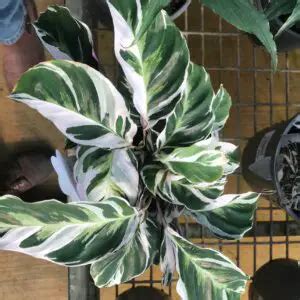 Calathea White Fusion Comprehensive Care Guide Indoor Plant Addicts