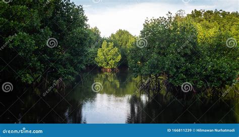 The Beauty Of Mangrove Forest Ecosystem At Kutai National Park Stock