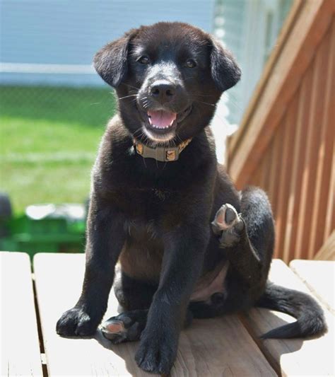 Chow Chow And Black Labrador Retriever Mix