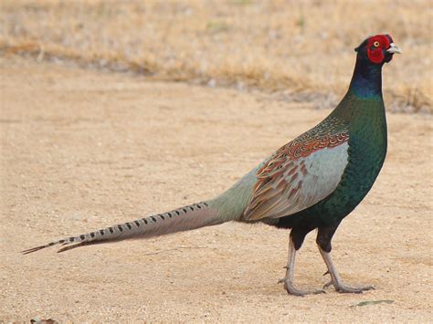 Green Pheasant Phasianus Versicolor Faisán Gallos De Pelea Aves