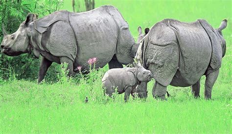 Theme Song of Kaziranga Released Aiming More Conservation Awareness