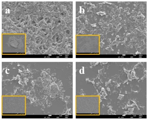 Anti Biofilm Activity Of Laurel Essential Oil Against Vibrio