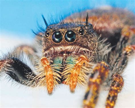 Study Spiders Theoretically Could Eat Every Human On Earth In One Year