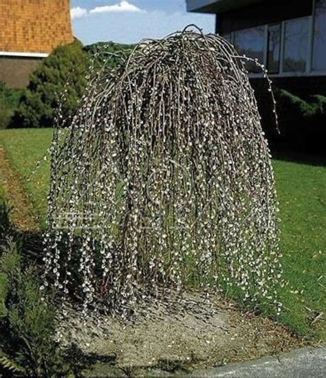 Wierzba IWA PENDULA Szczepiona 150cm W DONICY 10213597482 Oficjalne