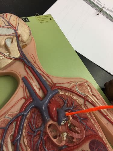 Blood Vessels Arteries Flashcards Quizlet