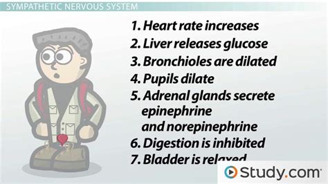 😍 Sympathetic nervous system examples. Sympathetic nervous system. 2019-02-09