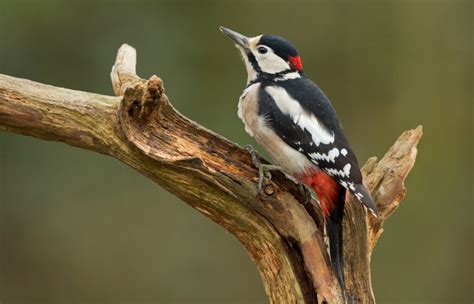 Woodpeckers in Pennsylvania: The 8 Species You May Come Across