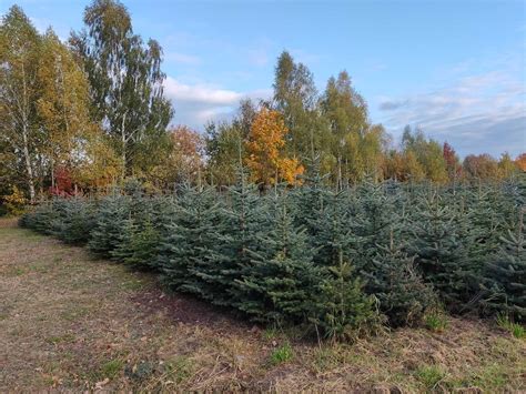 Ekologiczne świerki srebrne na choinki i do przydomowego ogrodu