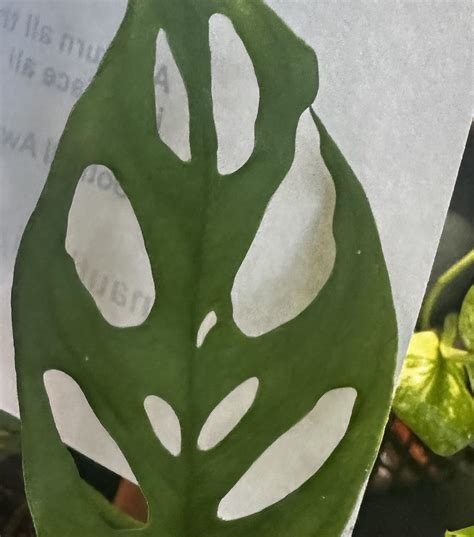 #adansonii : r/Monstera