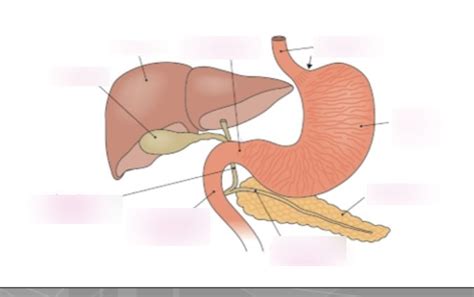 biologie maag Diagram | Quizlet