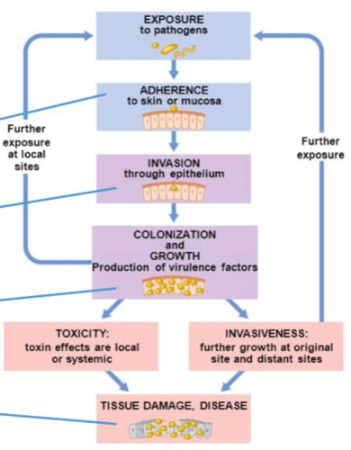 chapter 15: microbial mechanisms of pathogenicity Flashcards | Quizlet