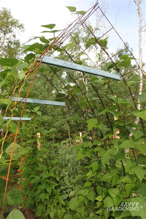 Cattle Panel Trellis How To Build A Diy Vegetable Garden Arch Garden