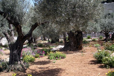 Walking The Mount Of Olives In Jerusalem