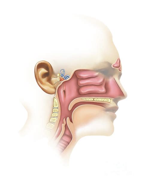 Sinus Diagram Ear