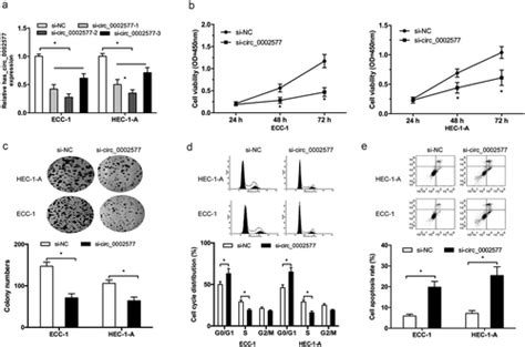 Full Article Hsa Circ 0002577 Promotes Endometrial Carcinoma