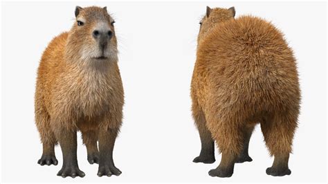 Capybara Fur 3D Model $129 - .max - Free3D