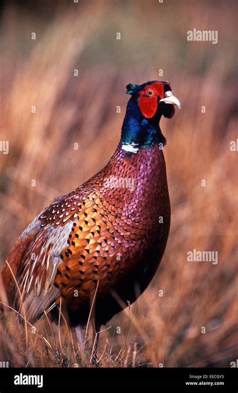 Pheasants And Partridges Hi Res Stock Photography And Images Alamy