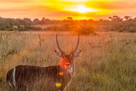 From St Lucia Isimangaliso Wetland Park Night Drive Safari Getyourguide