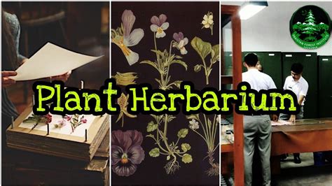 Plant Herbarium How To Make Standard Herbarium Sheet Herbarium Youtube