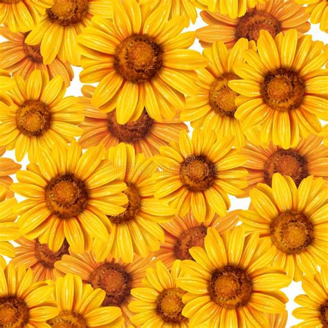 Sunflower Seamless Pattern Stock Illustration Illustration Of Pattern