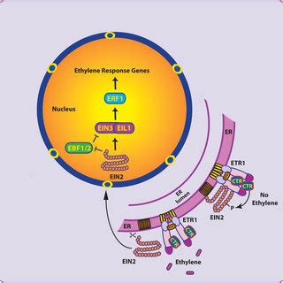 (PDF) Ethylene receptors in plants - Why so much complexity?