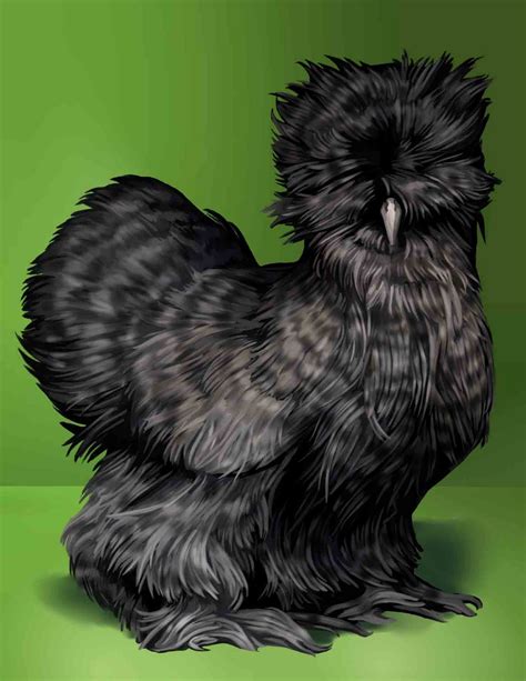 Amber Waves Bearded Bantam Silkies Cuckoo Silkies We Have Two