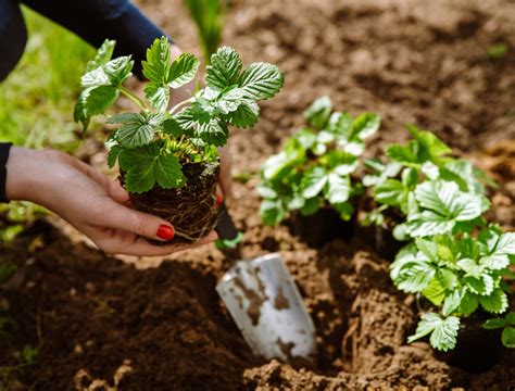 Transform Your Garden with These 8 Plants That Thrive in Loam Soil