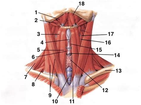 Human Anatomy Lab (Neck Muscles) Flashcards | Quizlet