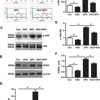 The Effect Of Sod Gene Knock Down On Mtros Jnk Signaling In