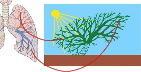 How Does A Cactus Perform Photosynthesis Discover The Types Of Cactus Plants Available As