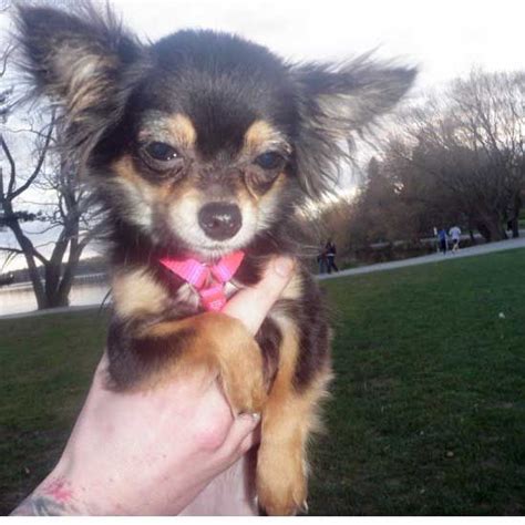 Baby Long Haired Chihuahua Black And White - Pets Lovers