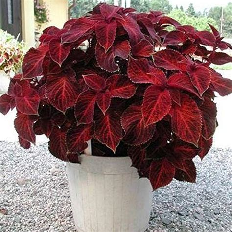 Coleus Indoor Care Ultimate Coleus Guide 15 Tips