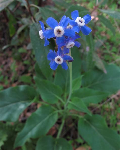 Pacific Hounds Tongue Flora And Fauna Of Empire Mine State Park Of