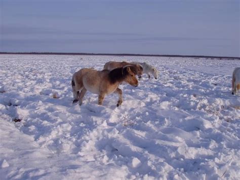 Welcome to Pleistocene Park: The mammoth plan to recreate an ice age ...