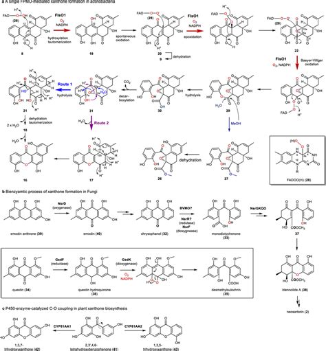 Different Mechanisms For The Xanthone Formation A A Single