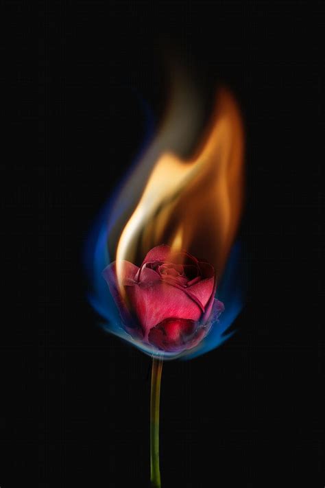 Aesthetic Burning Rose Flower Realistic Flame Effect On Dark