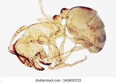 546 Ant Microscope Images, Stock Photos, 3D objects, & Vectors ...