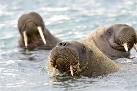 Arctic Wildlife – Ramdas Iyer Photography