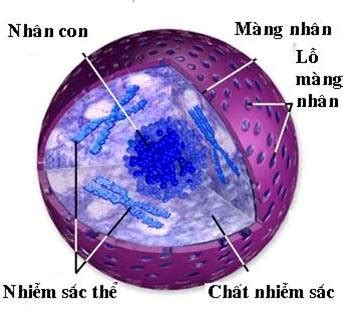 cau tao cua te bao nhan thuc chuyen muc sinh hoc te bao