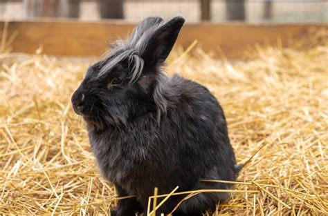 Types Of Angora Rabbits Find Your Amazing Fluffy Match Angora Rabbits