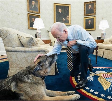 Cachorros de Joe Biden mordem segurança e são enviados de volta a