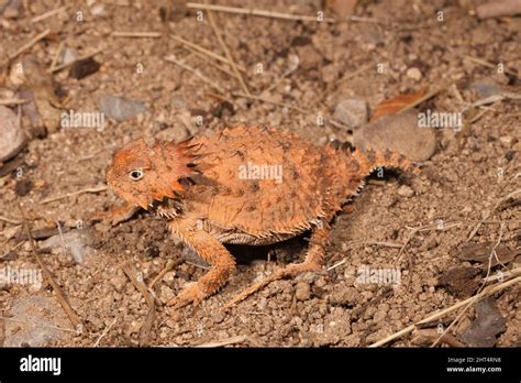 Blood Squirt Lizard Hi Res Stock Photography And Images Alamy