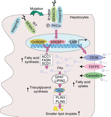 JCI Insight SEMA7AR148W Mutation Promotes Lipid Accumulation And